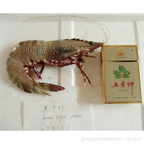 Frozen Green Tiger Prawn frozen green tiger prawn Manufactory